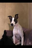 Hunden Baby Hunden Baby