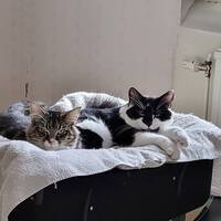 Mamma och pappa Mamma och pappa