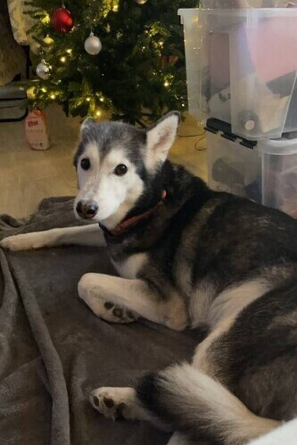 Hund - Alaska husky Hund - Alaska husky