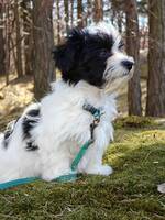 Bichon Havanais, Loki Bichon Havanais, Loki