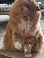 Katten Plutten Katten Plutten