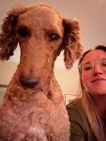 Stor pudel Rufus Stor pudel Rufus