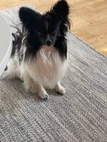 Papillon Sprallet Papillon Sprallet