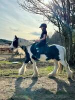 Hästen Robin Hästen Robin