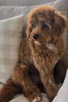 Chloe som är Cavapoo Chloe som är Cavapoo