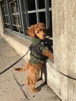 Dvärgpudeln Ralph Dvärgpudeln Ralph