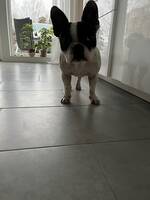 En fransk bulldog /tjej/ En fransk bulldog /tjej/