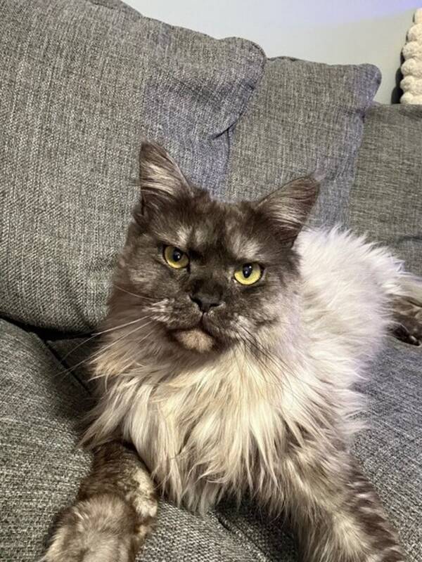 Katt - Mainecoon Katt - Mainecoon