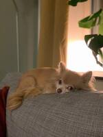 Chihuahua. Kila Chihuahua. Kila