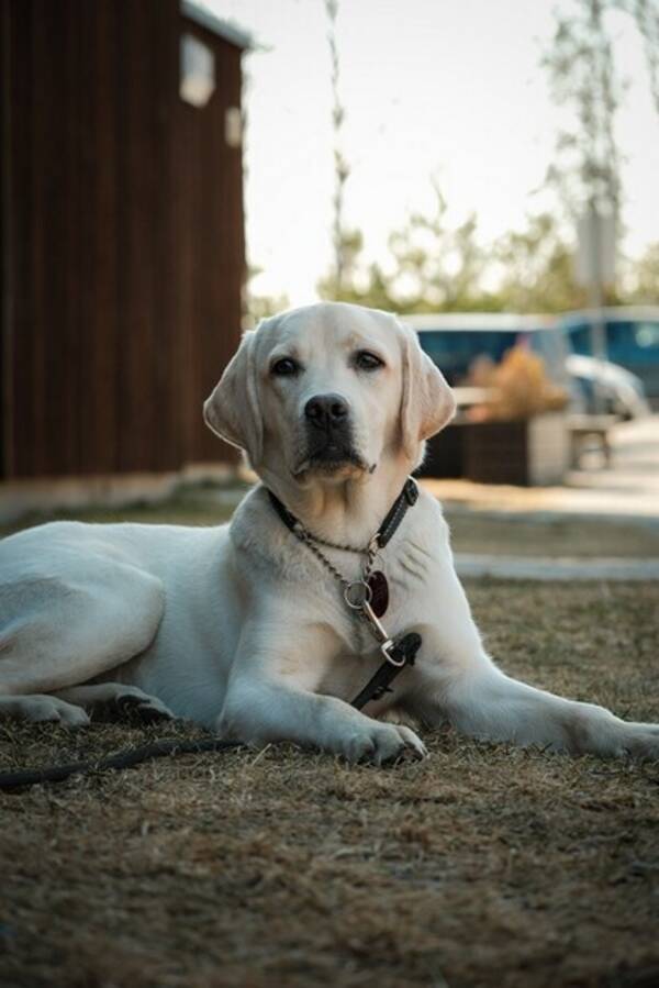 Hund - Labrador Rika Hund - Labrador Rika
