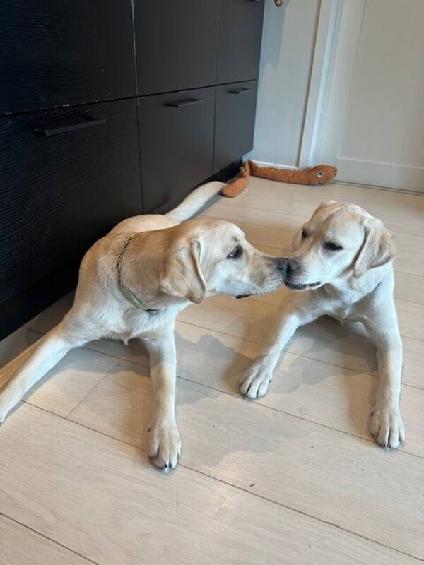 Hund - Labrador Rika Hund - Labrador Rika