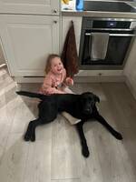 Labrador Zumi Labrador Zumi