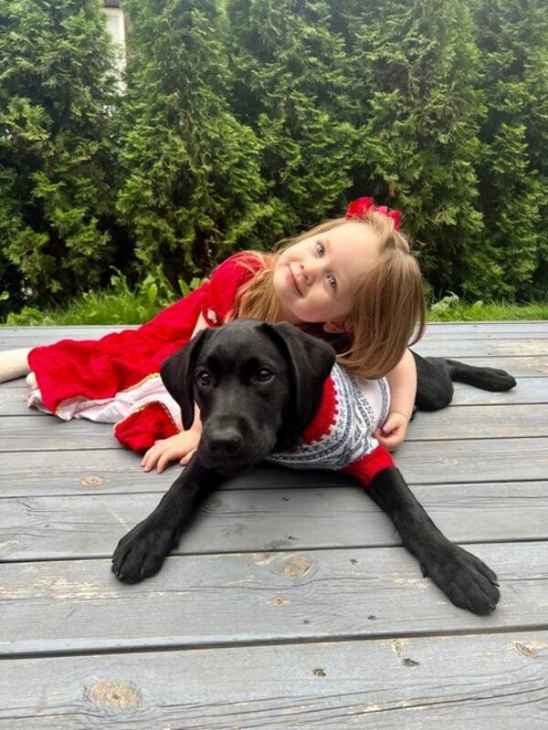 Hund - Labrador Zumi Hund - Labrador Zumi