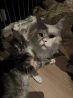 Hvit Maine Coon «Astrix» Hvit Maine Coon «Astrix»