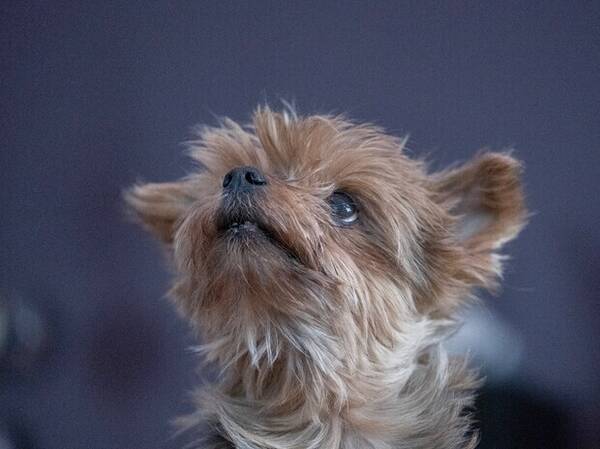 Hund - Yorkshire terrier Hund - Yorkshire terrier