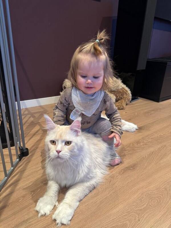 Katt - Hvit Maine Coon «Astrix» Katt - Hvit Maine Coon «Astrix»