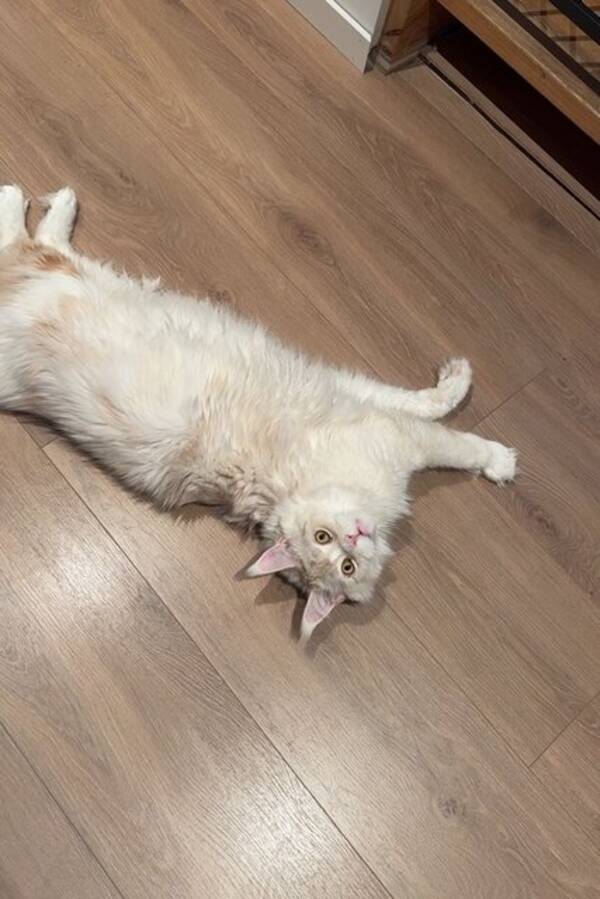 Katt - Hvit Maine Coon «Astrix» Katt - Hvit Maine Coon «Astrix»