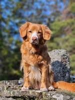 Tollaren Trolla Tollaren Trolla