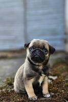 Märta. Mops Märta. Mops