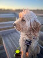 Goldendoodle Aslllani Goldendoodle Aslllani