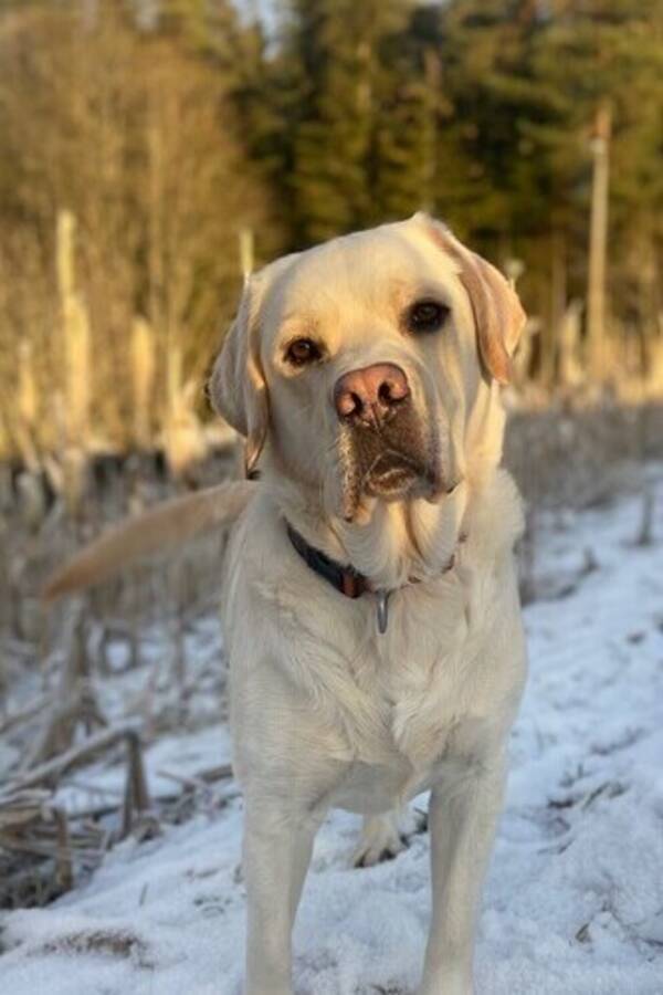 Hund - Fantastiske Labradoren vår Ailo 4 år Hund - Fantastiske Labradoren vår Ailo 4 år