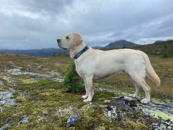 Hund - Fantastiske Labradoren vår Ailo 4 år Hund - Fantastiske Labradoren vår Ailo 4 år