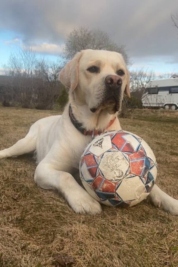 Hund - Fantastiske Labradoren vår Ailo 4 år Hund - Fantastiske Labradoren vår Ailo 4 år