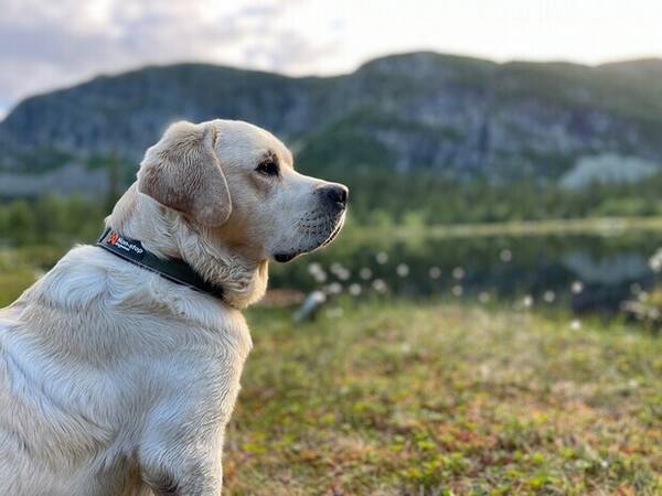 Hund - Labradoren Ailo Hund - Labradoren Ailo