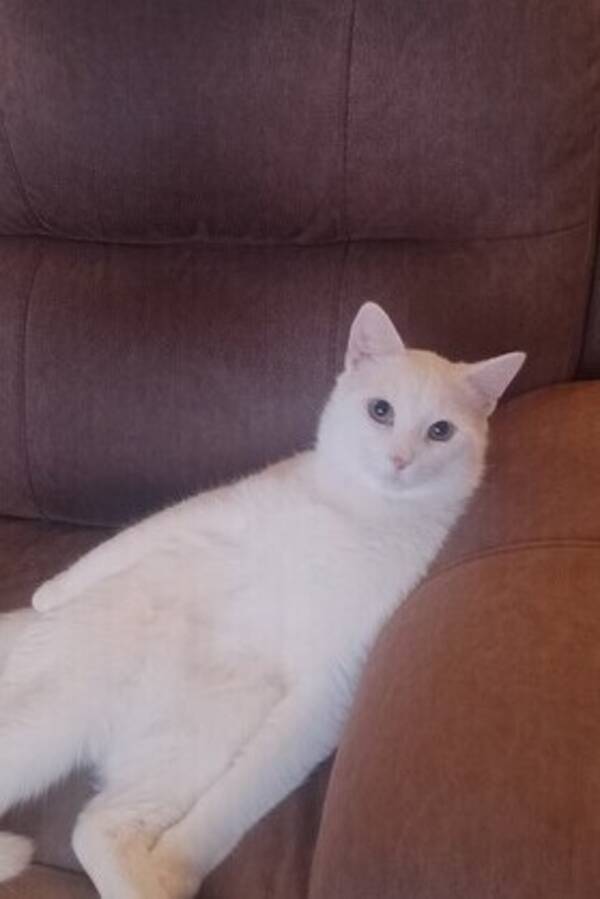 Katt - . Anakin skywalker hvit  Katt - . Anakin skywalker hvit