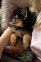 Victoria (Pomeranian) Victoria (Pomeranian)