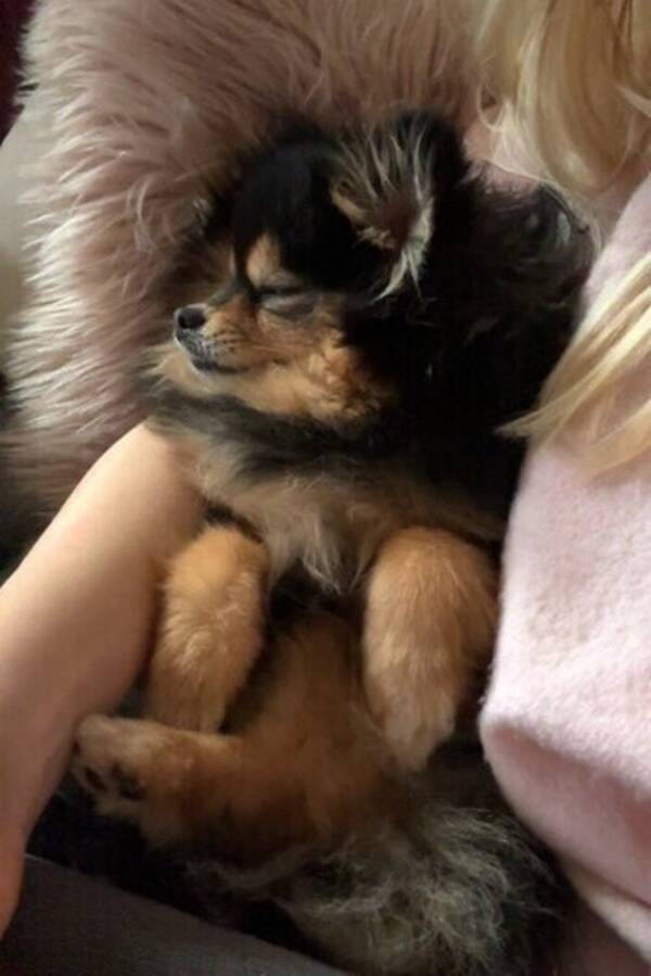 Hund - Victoria (Pomeranian) Hund - Victoria (Pomeranian)