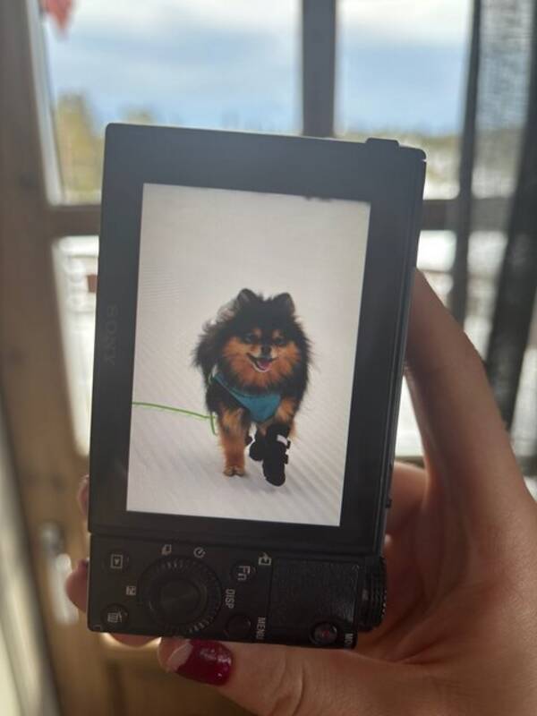 Hund - Victoria (Pomeranian) Hund - Victoria (Pomeranian)