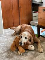 Golden retriever, sjefer og irsk setter Golden retriever, sjefer og irsk setter