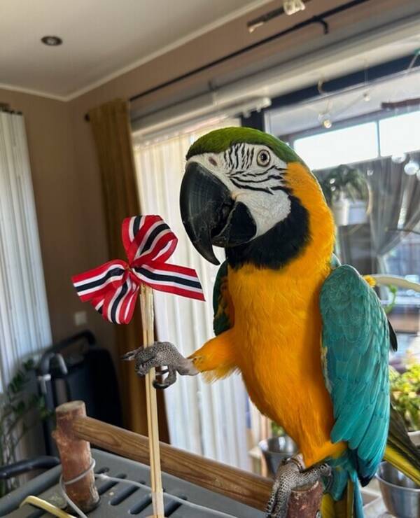 Annet - Ara pappegøye Annet - Ara pappegøye