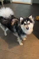 Finsk lapphund Frans Finsk lapphund Frans