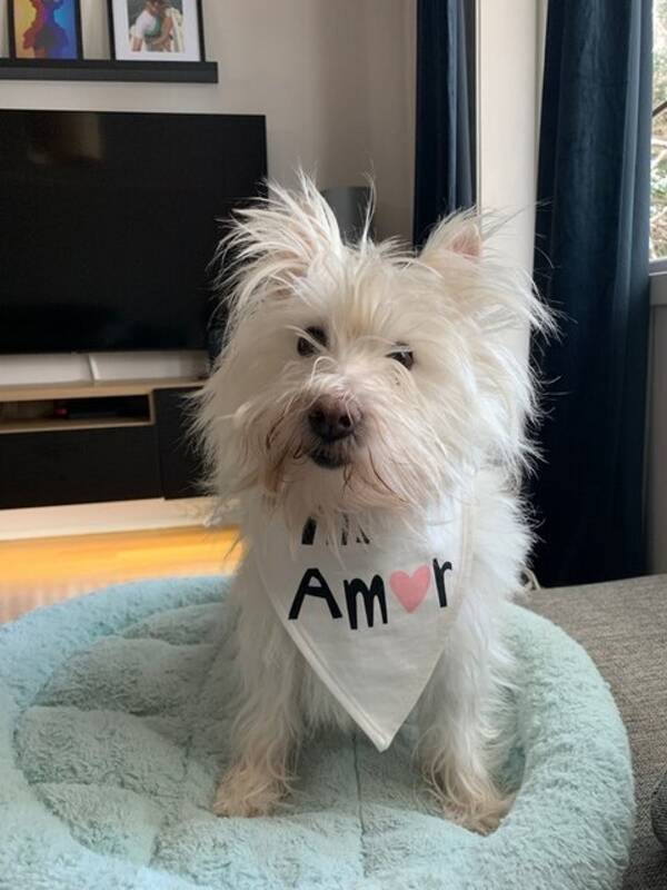 Hund - Westie Mika Hund - Westie Mika