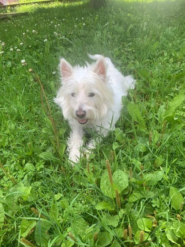 Hund - Westie Mika Hund - Westie Mika