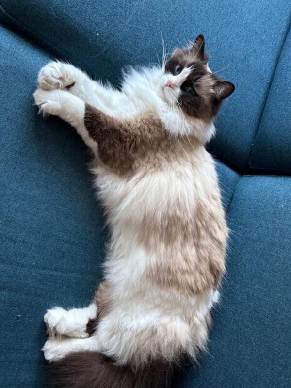 Katt - Laura Katt - Laura