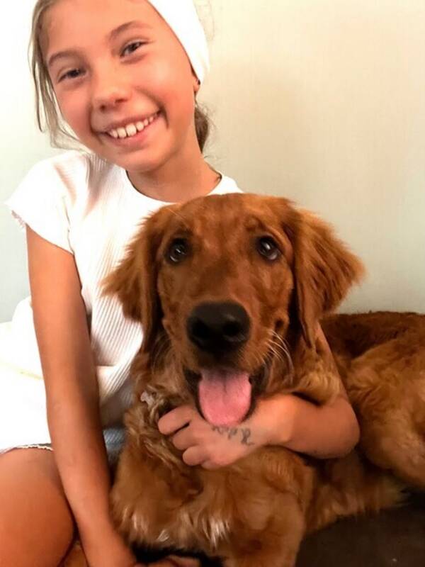 Hund - Jaktgolden Ulla Hund - Jaktgolden Ulla