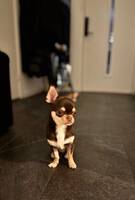 Chihuahuan Milton Chihuahuan Milton