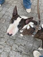 Miniatyr bullteriern Milo Miniatyr bullteriern Milo