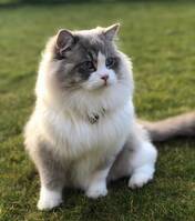 Ragdollen Dustin Ragdollen Dustin