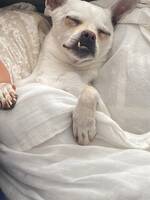 chihuahua Ditto chihuahua Ditto