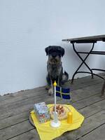 Schnauzern Haddock Schnauzern Haddock