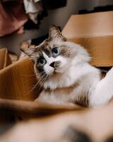 Katten Billy Katten Billy