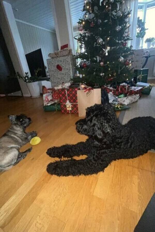 Hund - Godlendoodle Enzo Hund - Godlendoodle Enzo