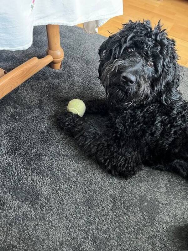 Hund - Godlendoodle Enzo Hund - Godlendoodle Enzo