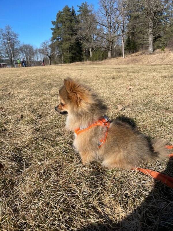 Hund - Pomchi Minnie Hund - Pomchi Minnie