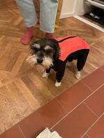 Dvärgschnauzern Millie Dvärgschnauzern Millie