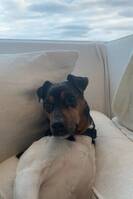 Brasiliansk terjer Brasiliansk terjer